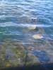 Submerged superstructure, U.S.S. Arizona. (9/19/04)