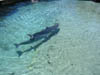 Part of the Dolphin Quest crew, Hilton Waikoloa Village, Hawai'i