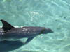 More of the Dolphin Quest crew, Hilton Waikoloa Village, Hawai'i