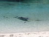 'Come on in…the water's fine.' Hilton Waikoloa Village, Hawai'i