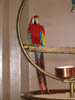 Scarlet Macaw greeting tourists, lobby, Hilton Waikoloa Village, Hawai'i