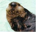 Lootas, sea otter pup at the Aquarium
